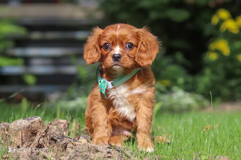 Rusty – Cavalier King Charles Spaniel puppy for sale in Fredericksburg, OH