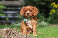 Rusty, a male Cavalier King Charles Spaniel for sale in Fredericksburg, OH – 1 of 6