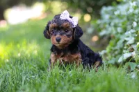 Ariel, a female Yorkipoo for sale in Fredericksburg, OH – 4 of 9