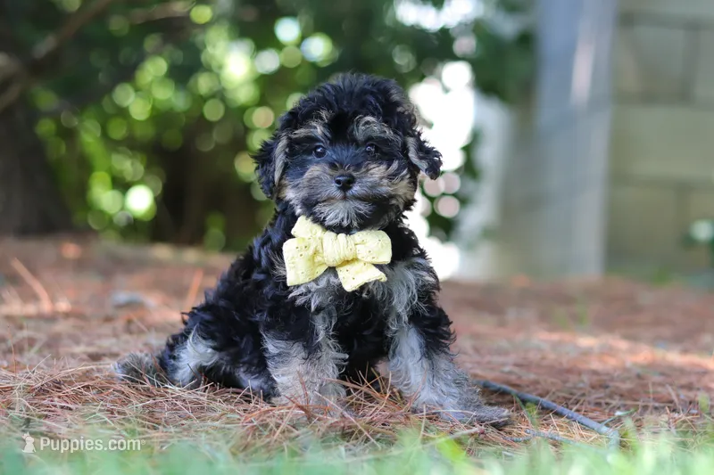 Spike – Yorkipoo puppy for sale in Fredericksburg, OH