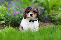 Fury, a male Cavapoo for sale in Fredericksburg, OH – 2 of 5