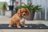 Chase, a male Cavalier King Charles Spaniel for sale in Fredericksburg, OH – 7 of 8