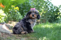 Roxy, a female Cavapoo for sale in Fredericksburg, OH – 8 of 9