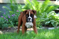 Kian, a male Boxer for sale in Fredericksburg, OH – 2 of 5