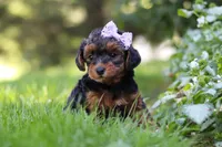 Ariel, a female Yorkipoo for sale in Fredericksburg, OH – 7 of 9