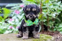 Spike, a male Yorkipoo for sale in Fredericksburg, OH – 2 of 6