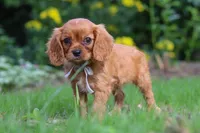 Eclipse, a male Cavalier King Charles Spaniel for sale in Fredericksburg, OH – 5 of 6