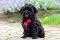 Pat, a male Yorkipoo for sale in Fredericksburg, OH – 5 of 5