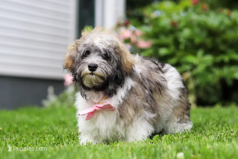 Susie – Havanese puppy for sale in Fredericksburg, OH