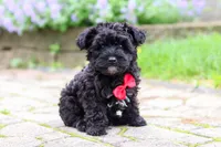 Pat, a male Yorkipoo for sale in Fredericksburg, OH – 2 of 5