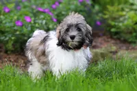 Susie, a female Havanese for sale in Fredericksburg, OH – 5 of 5