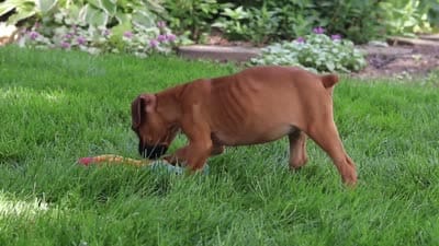 Lily, a female Boxer for sale in Fredericksburg, OH – 9 of 9