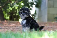 Spike, a male Yorkipoo for sale in Fredericksburg, OH – 4 of 6