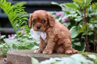 Eclipse, a male Cavalier King Charles Spaniel for sale in Fredericksburg, OH – 4 of 6