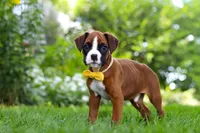 Scooter, a male Boxer for sale in Fredericksburg, OH – 8 of 10