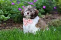 Honey, a female Havanese for sale in Fredericksburg, OH – 3 of 5