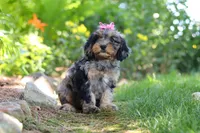 Roxy, a female Cavapoo for sale in Fredericksburg, OH – 5 of 9