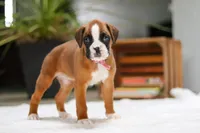 Sunnie, a female Boxer for sale in Fredericksburg, OH – Photo 3 of 6