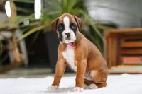 Sunnie, a female Boxer for sale in Fredericksburg, OH – Photo 6 of 6