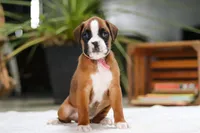 Sunnie, a female Boxer for sale in Fredericksburg, OH – Photo 4 of 6