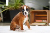 Sunnie, a female Boxer for sale in Fredericksburg, OH – Photo 5 of 6