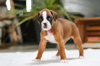 Sunnie, a female Boxer for sale in Fredericksburg, OH – Photo 2 of 6