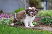 Honey, a female Havanese for sale in Fredericksburg, OH – Photo 4 of 5