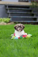 Honey, a female Havanese for sale in Fredericksburg, OH – Photo 5 of 5