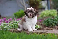 Honey, a female Havanese for sale in Fredericksburg, OH – Photo 1 of 5