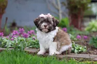 Honey, a female Havanese for sale in Fredericksburg, OH – Photo 3 of 5