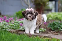 Honey, a female Havanese for sale in Fredericksburg, OH – Photo 2 of 5