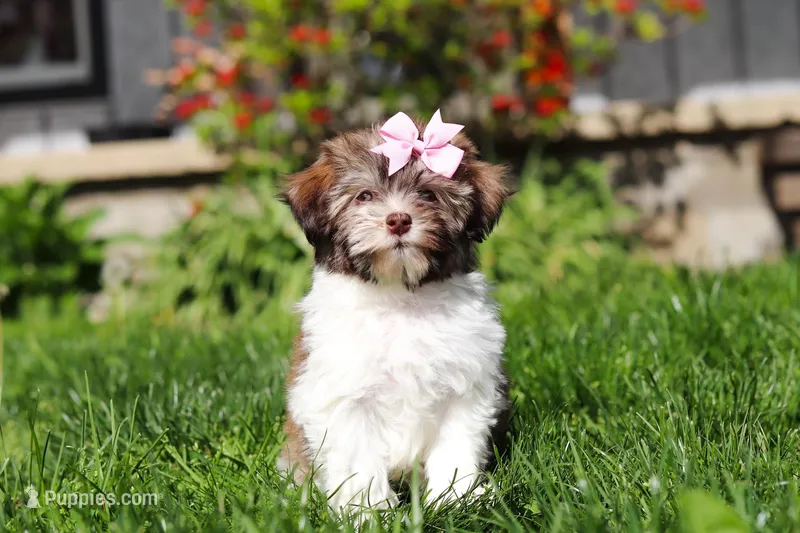 Honey – Havanese puppy for sale in Fredericksburg, OH