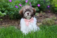 Honey, a female Havanese for sale in Fredericksburg, OH – 2 of 5