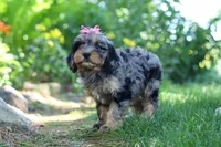 Roxy, a female Cavapoo for sale in Fredericksburg, OH – 7 of 9