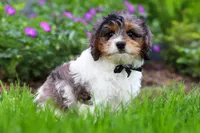 Fury, a male Cavapoo for sale in Fredericksburg, OH – 4 of 5