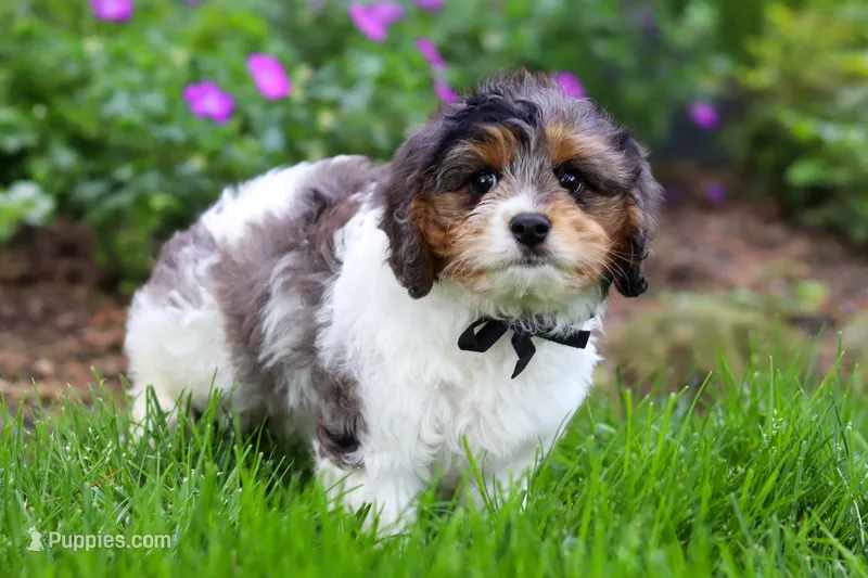 Fury – Cavapoo puppy for sale in Fredericksburg, OH
