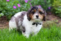 Fury, a male Cavapoo for sale in Fredericksburg, OH – 1 of 5