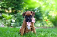 Lily, a female Boxer for sale in Fredericksburg, OH – 6 of 9