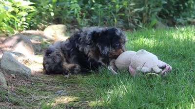 Roxy, a female Cavapoo for sale in Fredericksburg, OH – 9 of 9