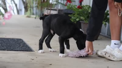 Fido, a male Boxer for sale in Fredericksburg, OH – 8 of 8