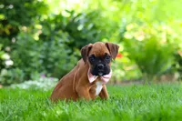 Lily, a female Boxer for sale in Fredericksburg, OH – 8 of 9