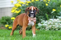 Annie, a female Boxer for sale in Fredericksburg, OH – 4 of 5