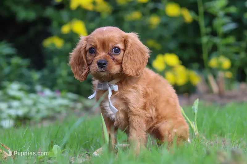Eclipse – Cavalier King Charles Spaniel puppy for sale in Fredericksburg, OH