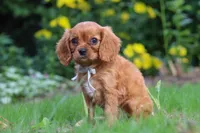 Eclipse, a male Cavalier King Charles Spaniel for sale in Fredericksburg, OH – 1 of 6