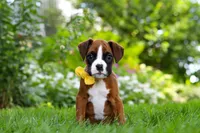 Scooter, a male Boxer for sale in Fredericksburg, OH – 3 of 10