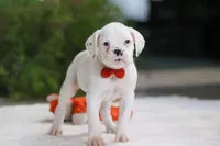 Louie, a male Boxer for sale in Fredericksburg, OH – Photo 2 of 6