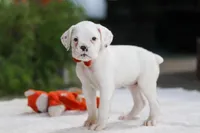 Louie, a male Boxer for sale in Fredericksburg, OH – Photo 4 of 6