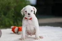 Louie, a male Boxer for sale in Fredericksburg, OH – Photo 5 of 6