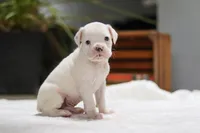 Louie, a male Boxer for sale in Fredericksburg, OH – Photo 5 of 7