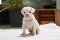 Louie, a male Boxer for sale in Fredericksburg, OH – Photo 7 of 7